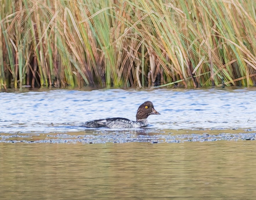 Common Goldeneye - ML642666541