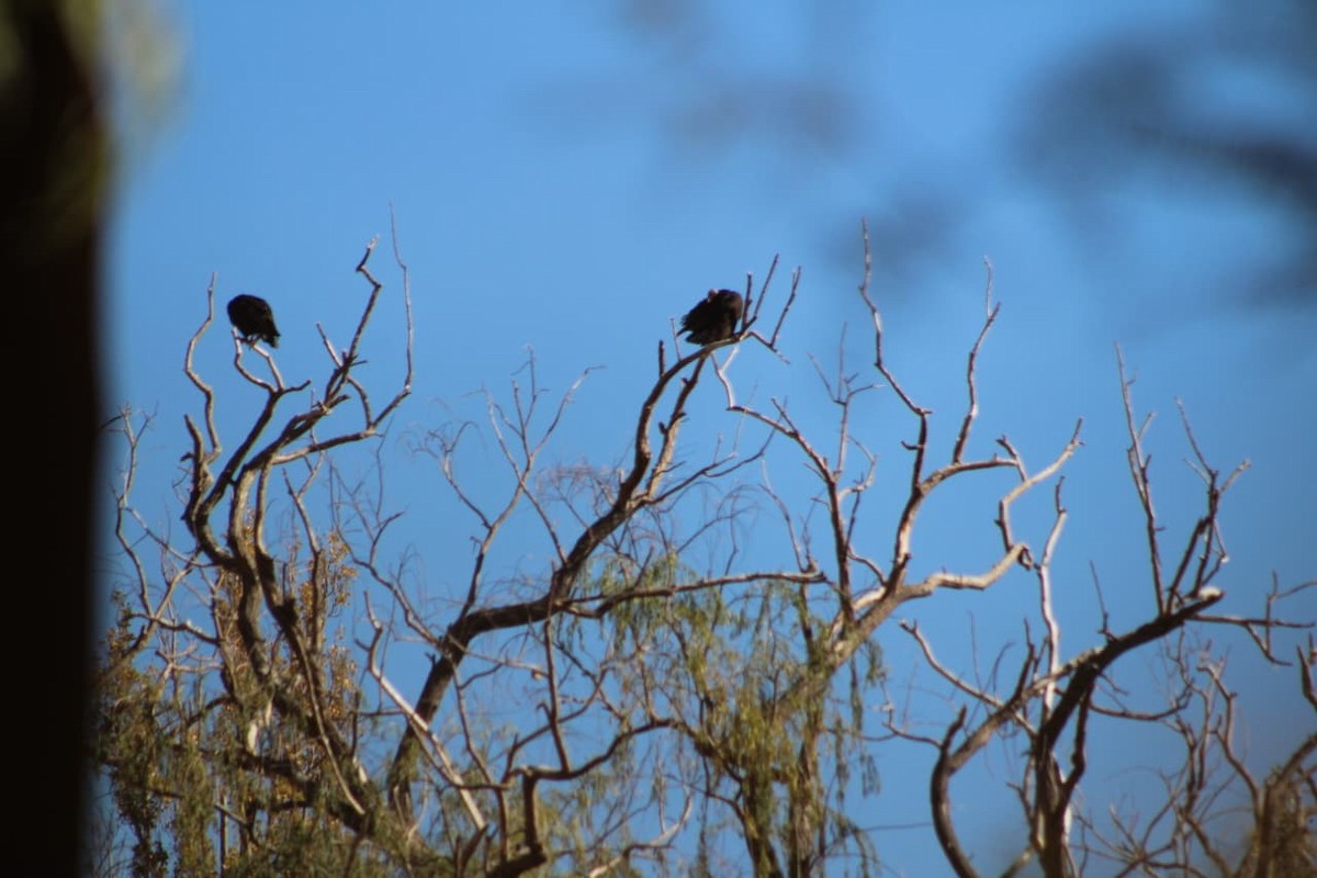 Turkey Vulture - ML642666548