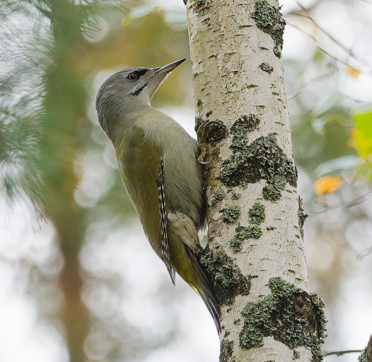 Gray-headed Woodpecker - ML642666550