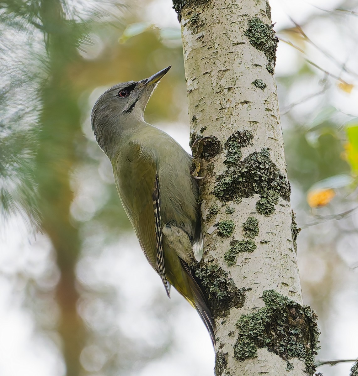 Gray-headed Woodpecker - ML642666551