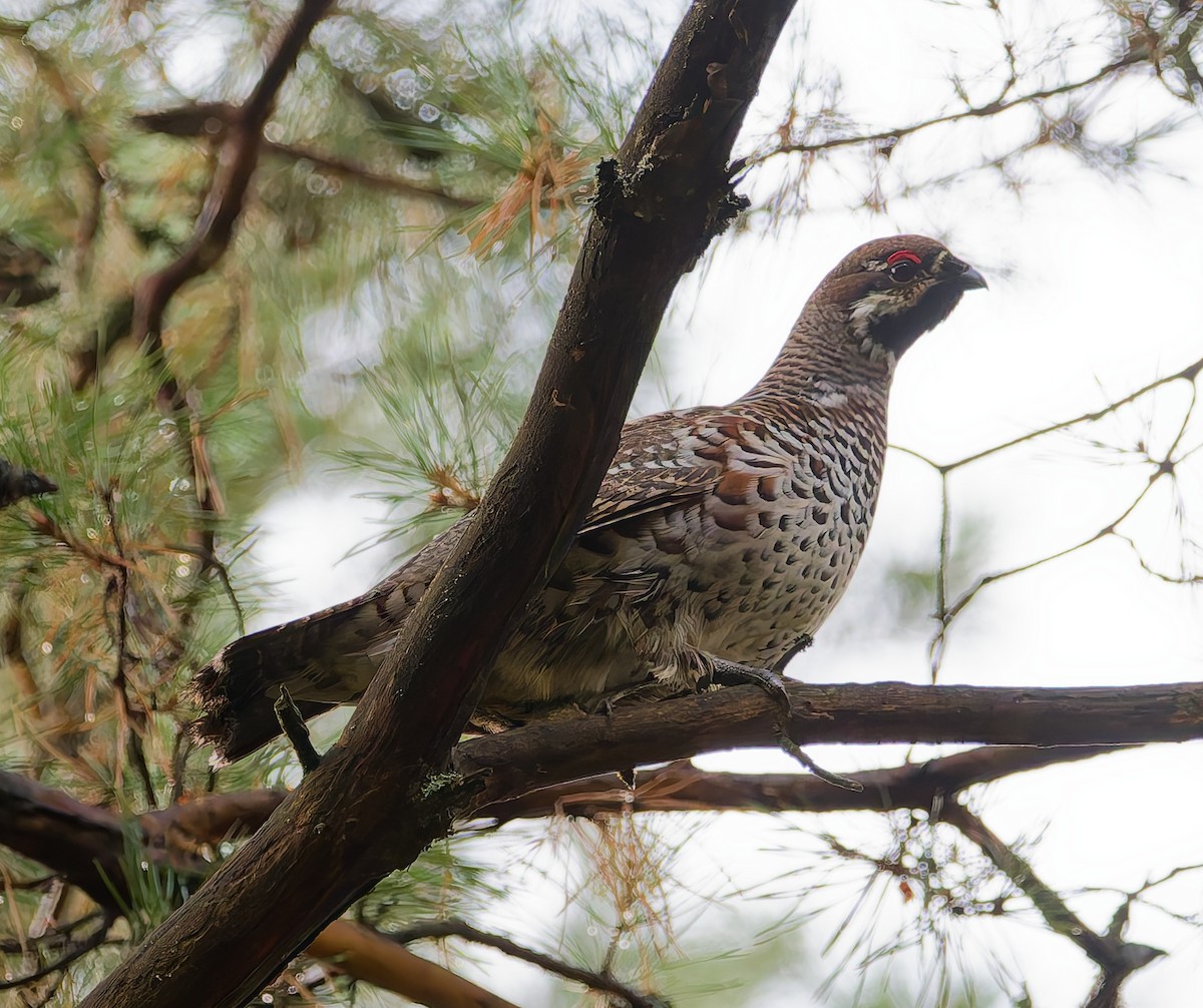 Hazel Grouse - ML642666561