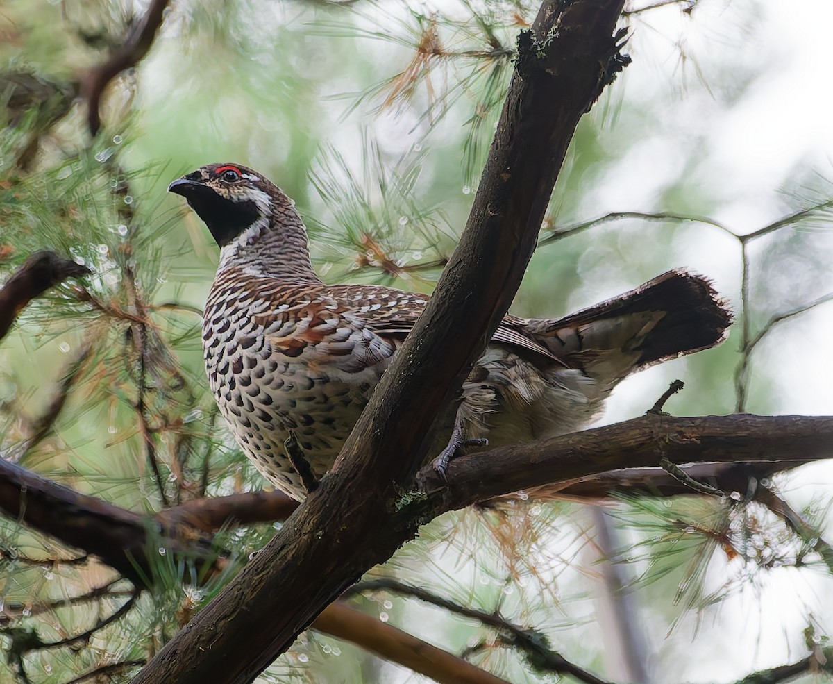 Hazel Grouse - ML642666562