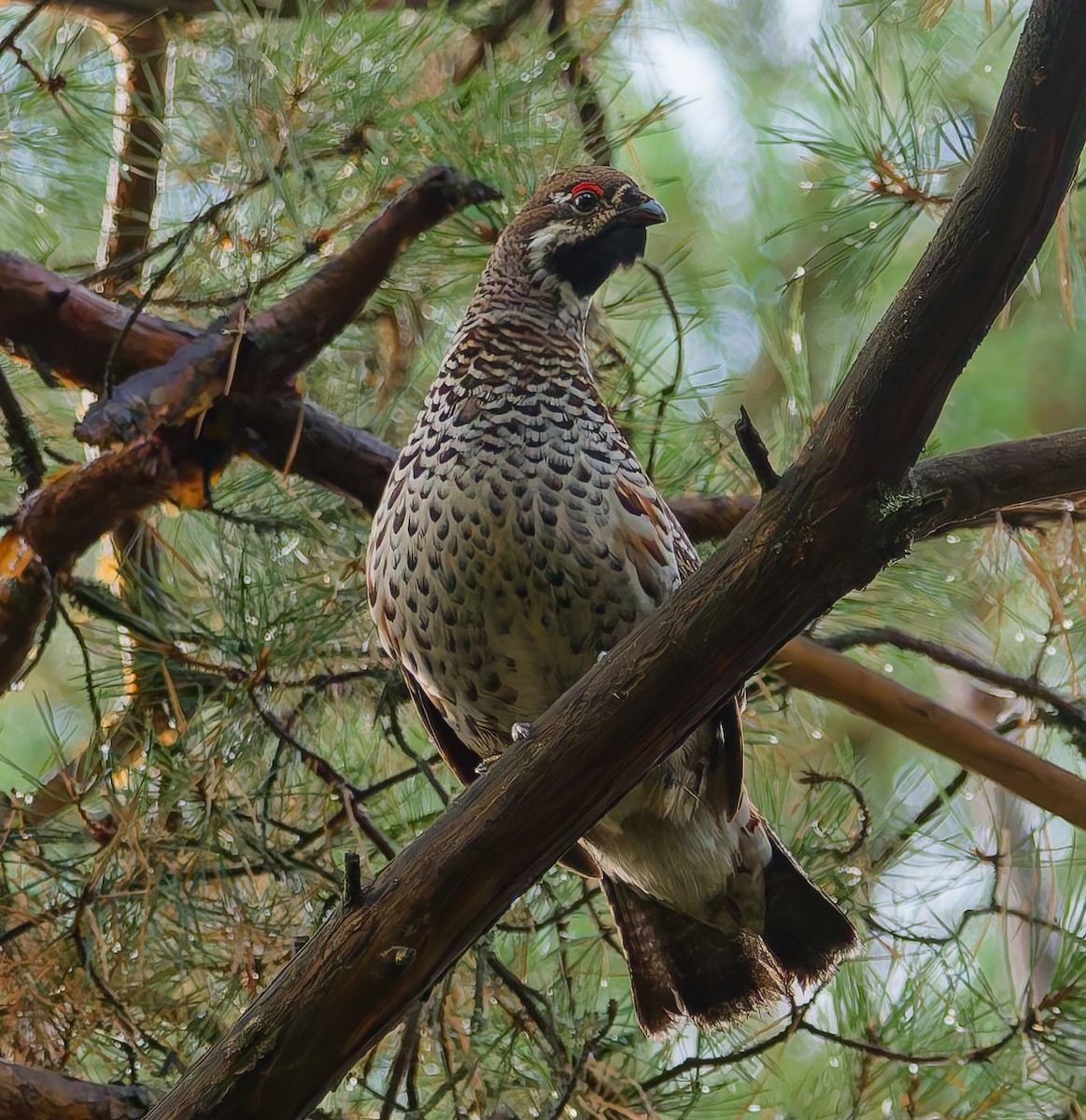Hazel Grouse - ML642666563