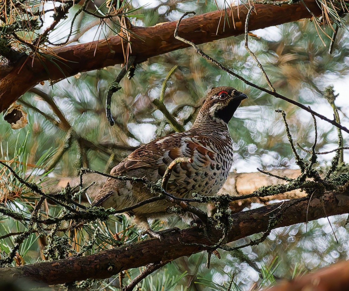 Hazel Grouse - ML642666565
