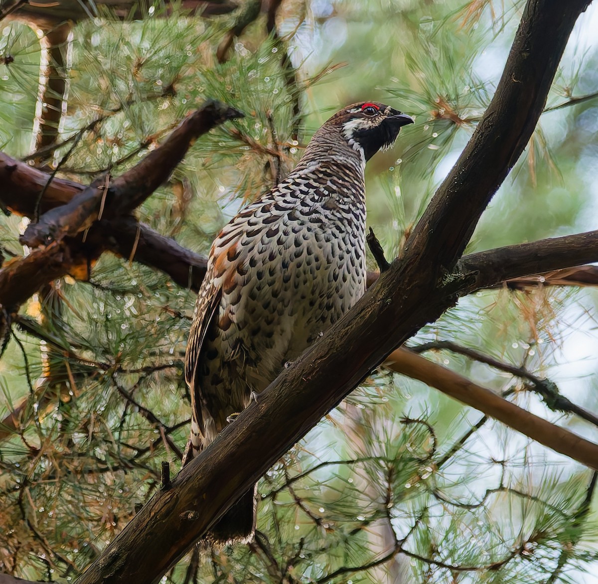 Hazel Grouse - ML642666566