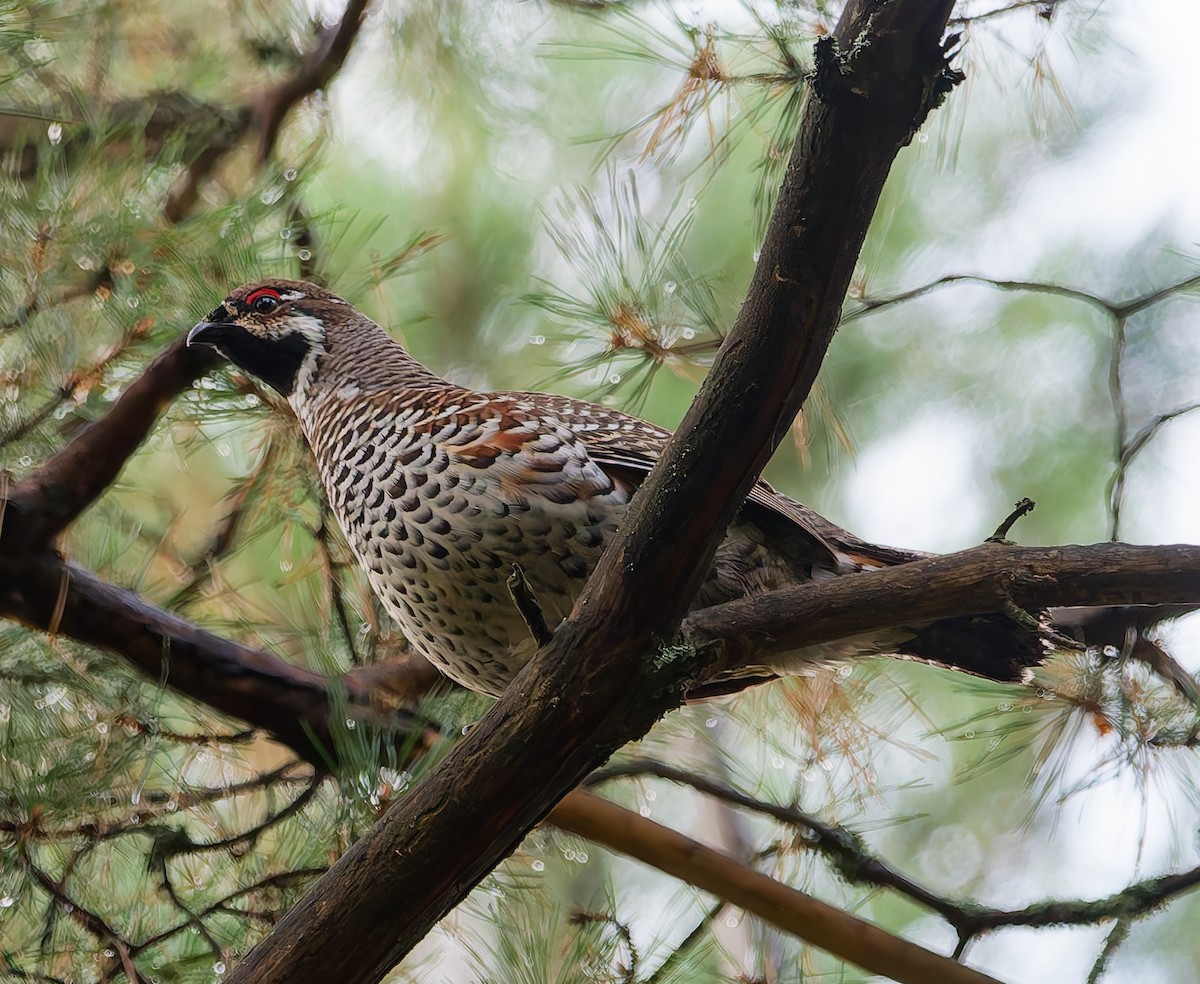 Hazel Grouse - ML642666570