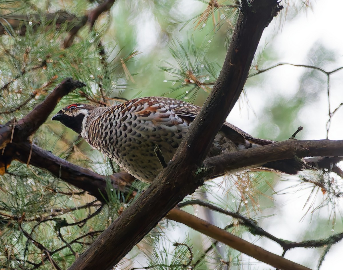 Hazel Grouse - ML642666571