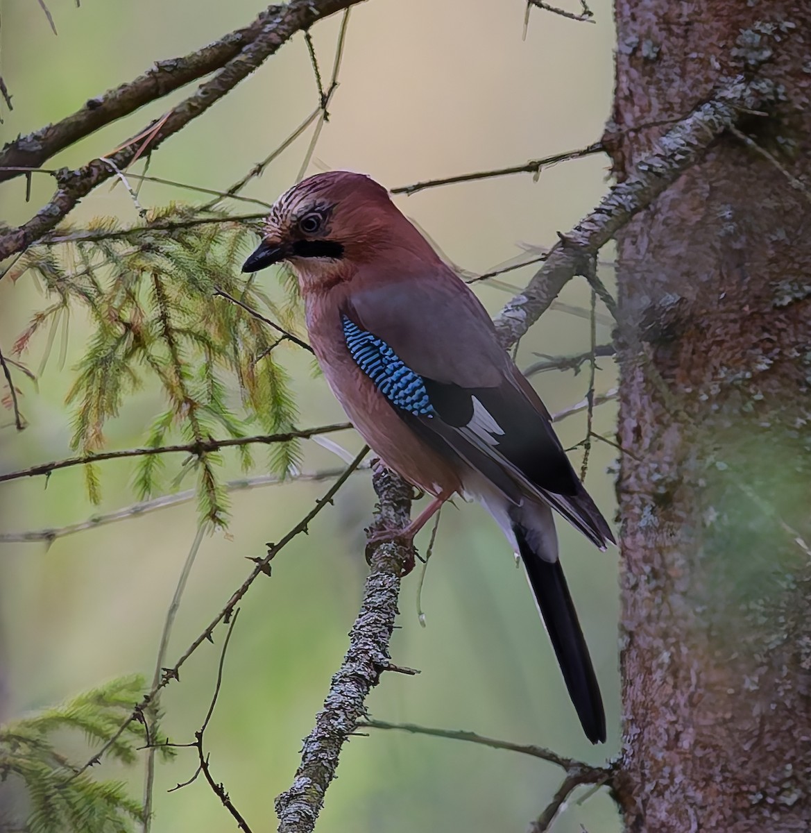 Eurasian Jay - ML642666577