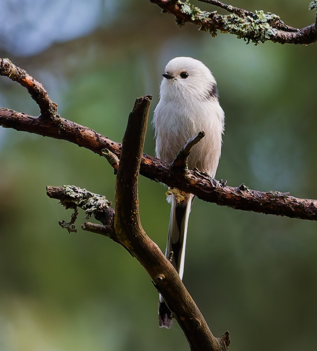 Long-tailed Tit - ML642666584
