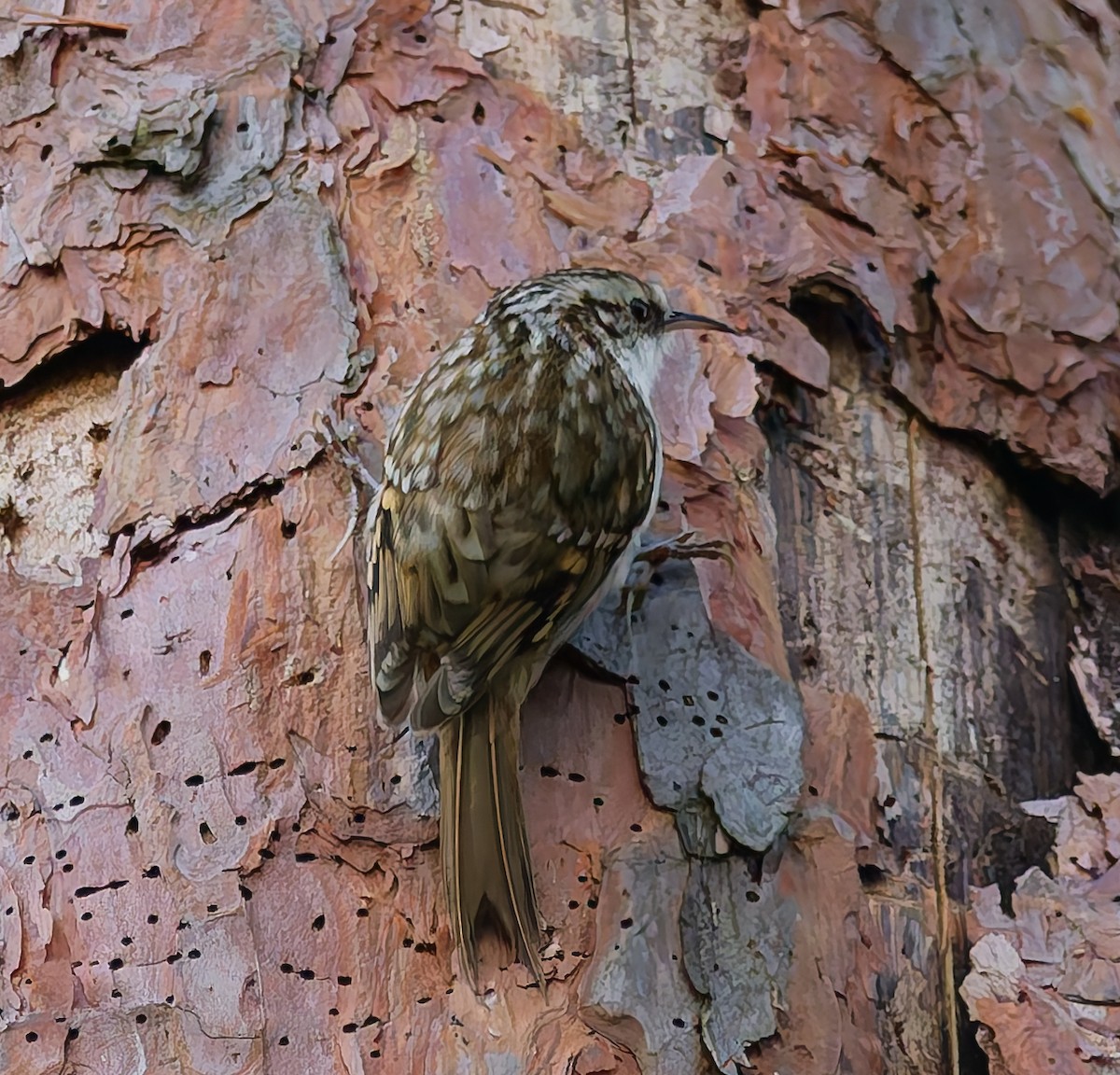 Eurasian Treecreeper - ML642666585
