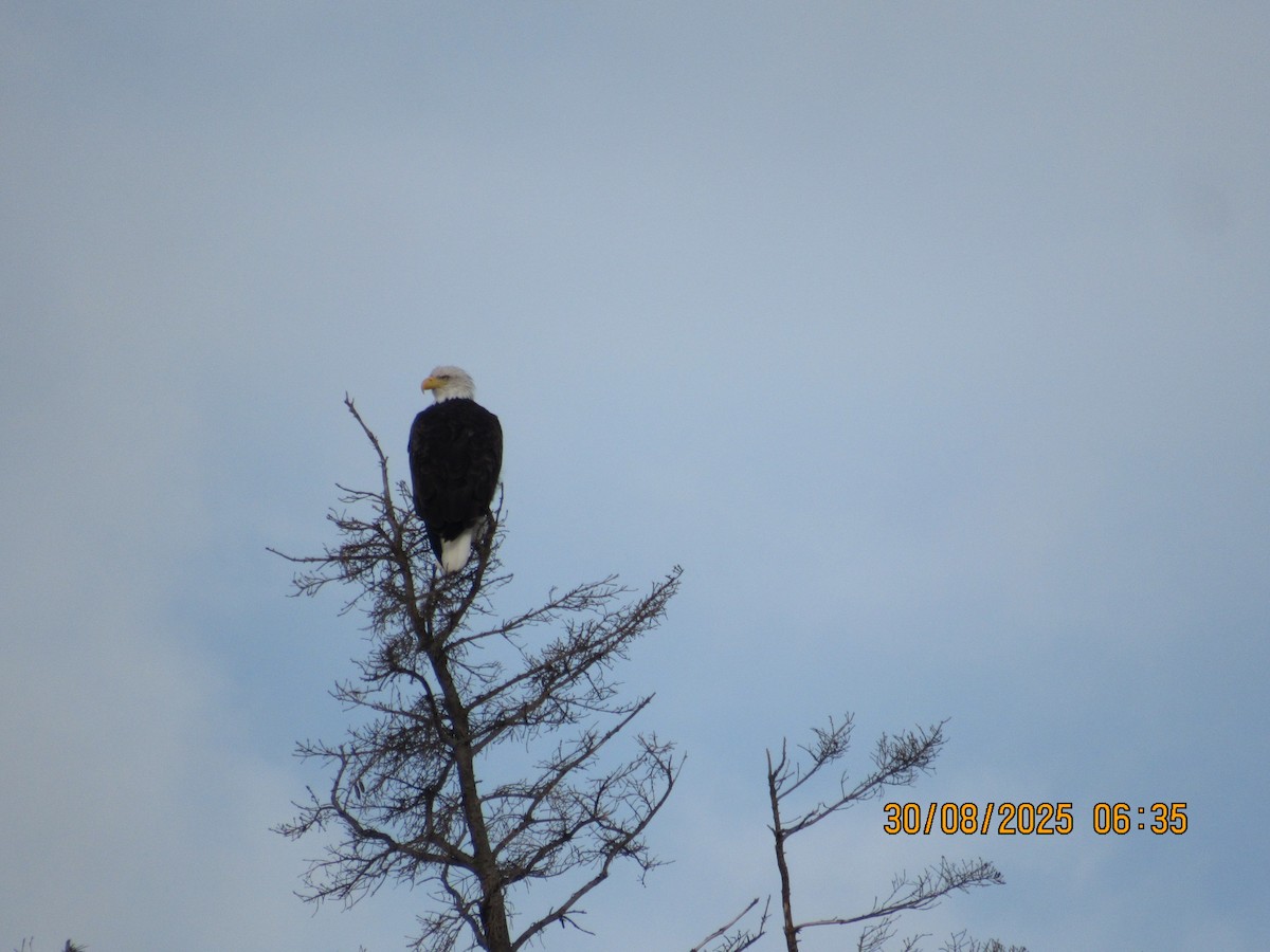 Bald Eagle - ML642666594