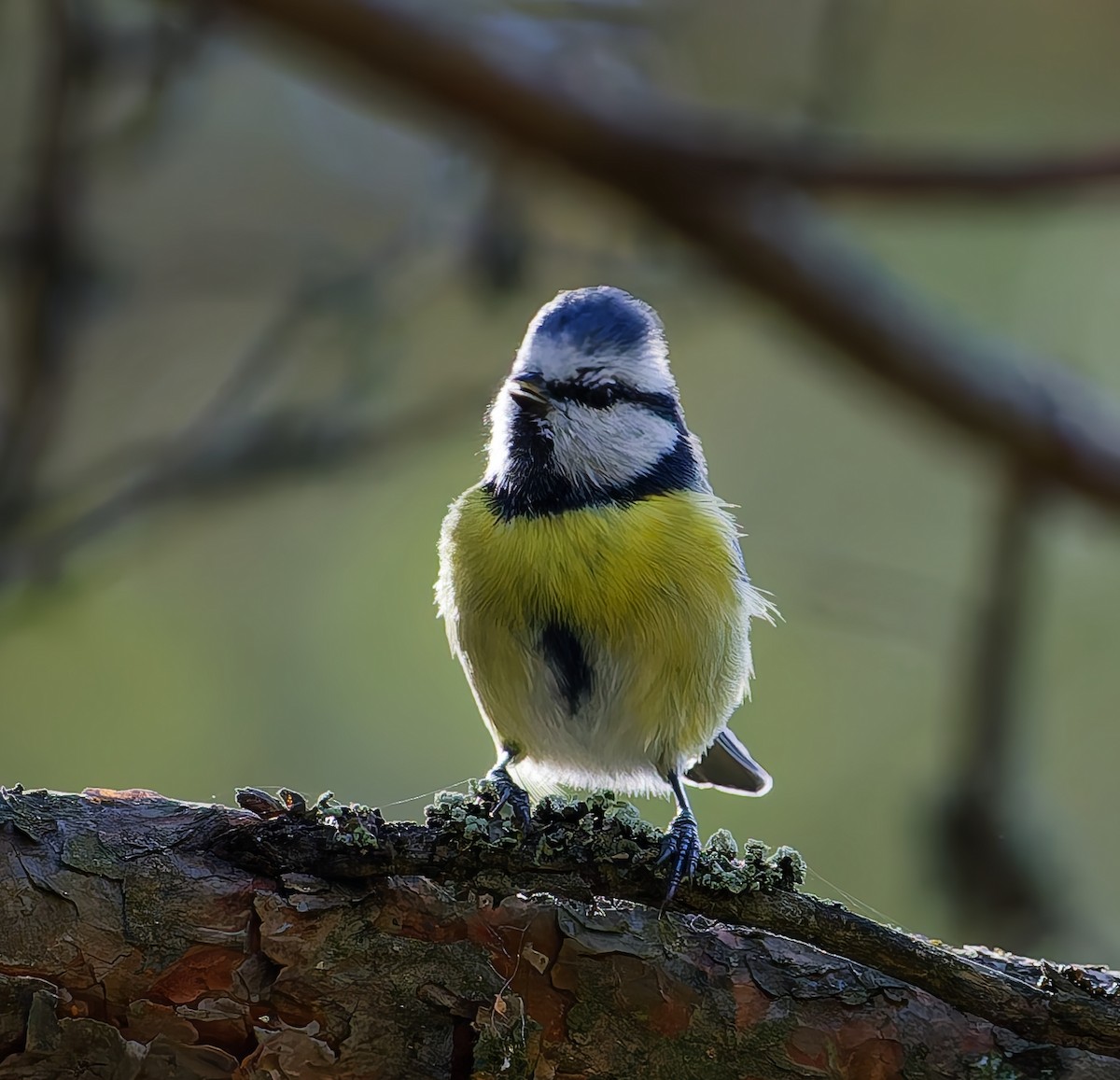 Mésange bleue - ML642666607