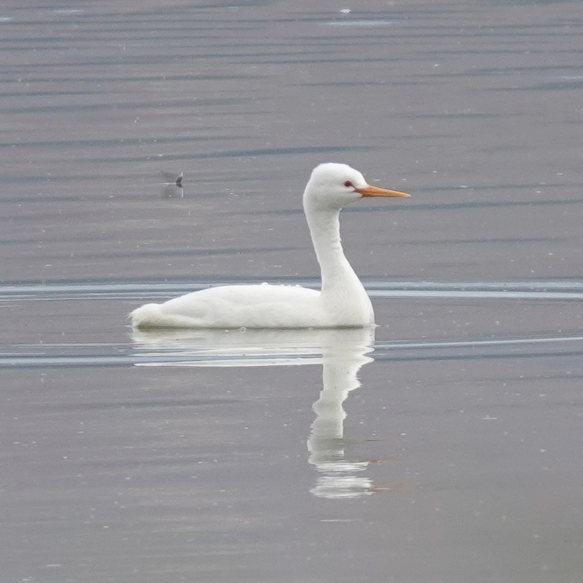 Western/Clark's Grebe - ML642666609