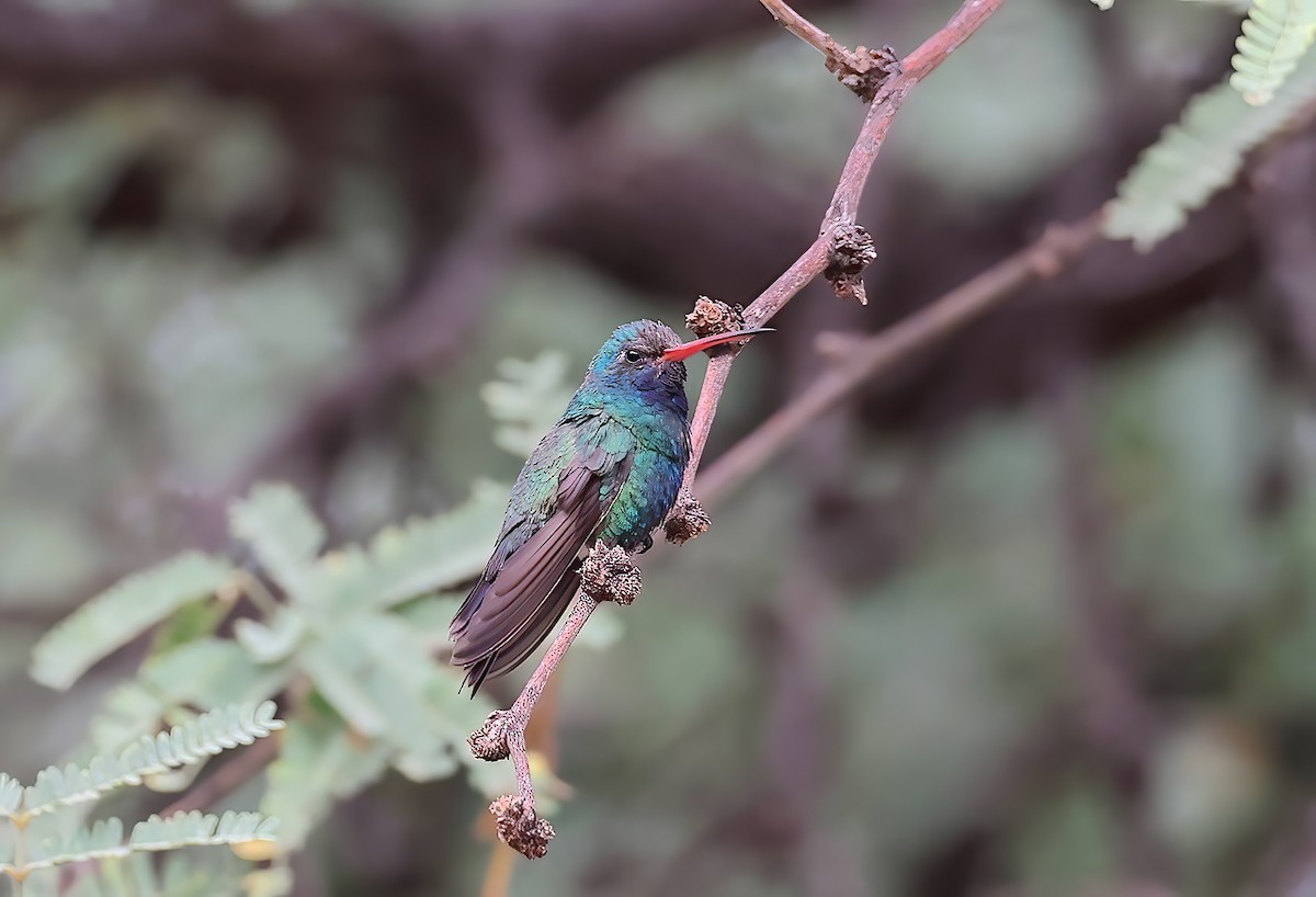 Colibri circé - ML642666626