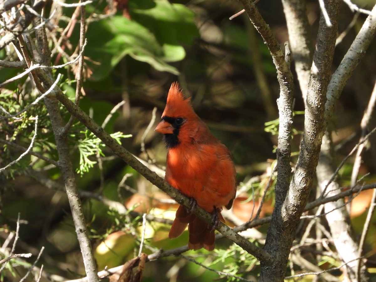 Cardinal rouge - ML642666628