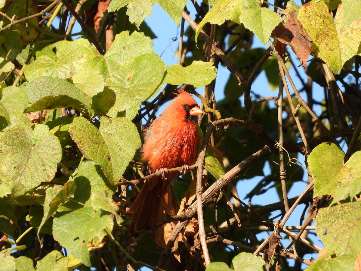 Cardinal rouge - ML642666629