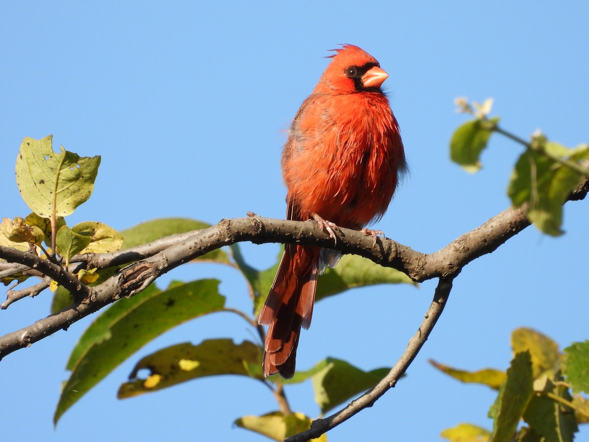 Cardinal rouge - ML642666630