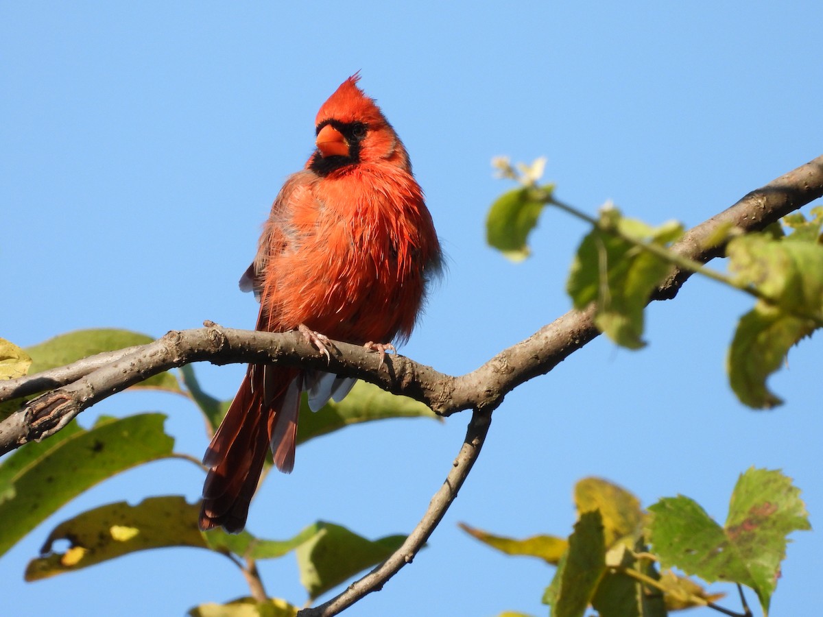 Cardinal rouge - ML642666631