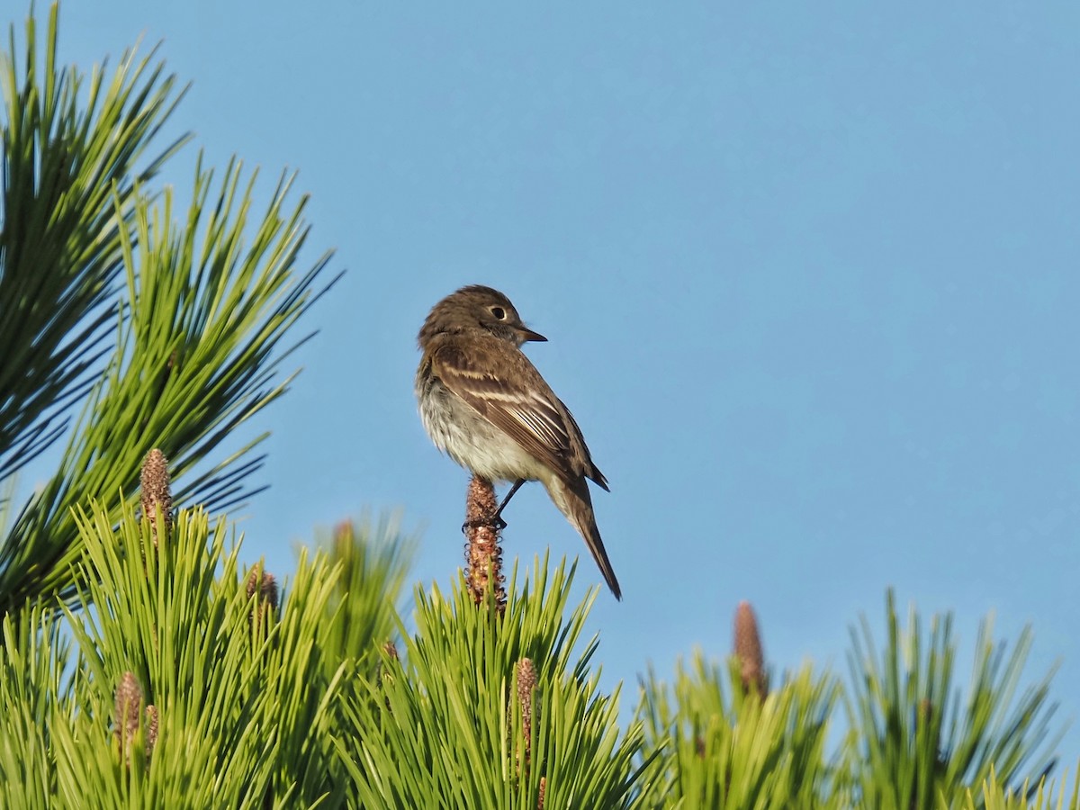 Alder Flycatcher - ML642666633