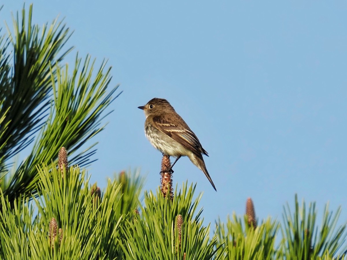 Alder Flycatcher - ML642666634