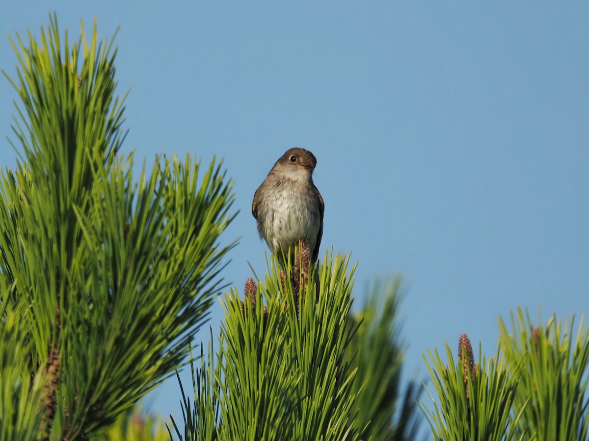 Alder Flycatcher - ML642666635
