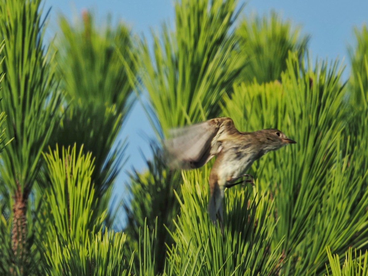 Alder Flycatcher - ML642666636