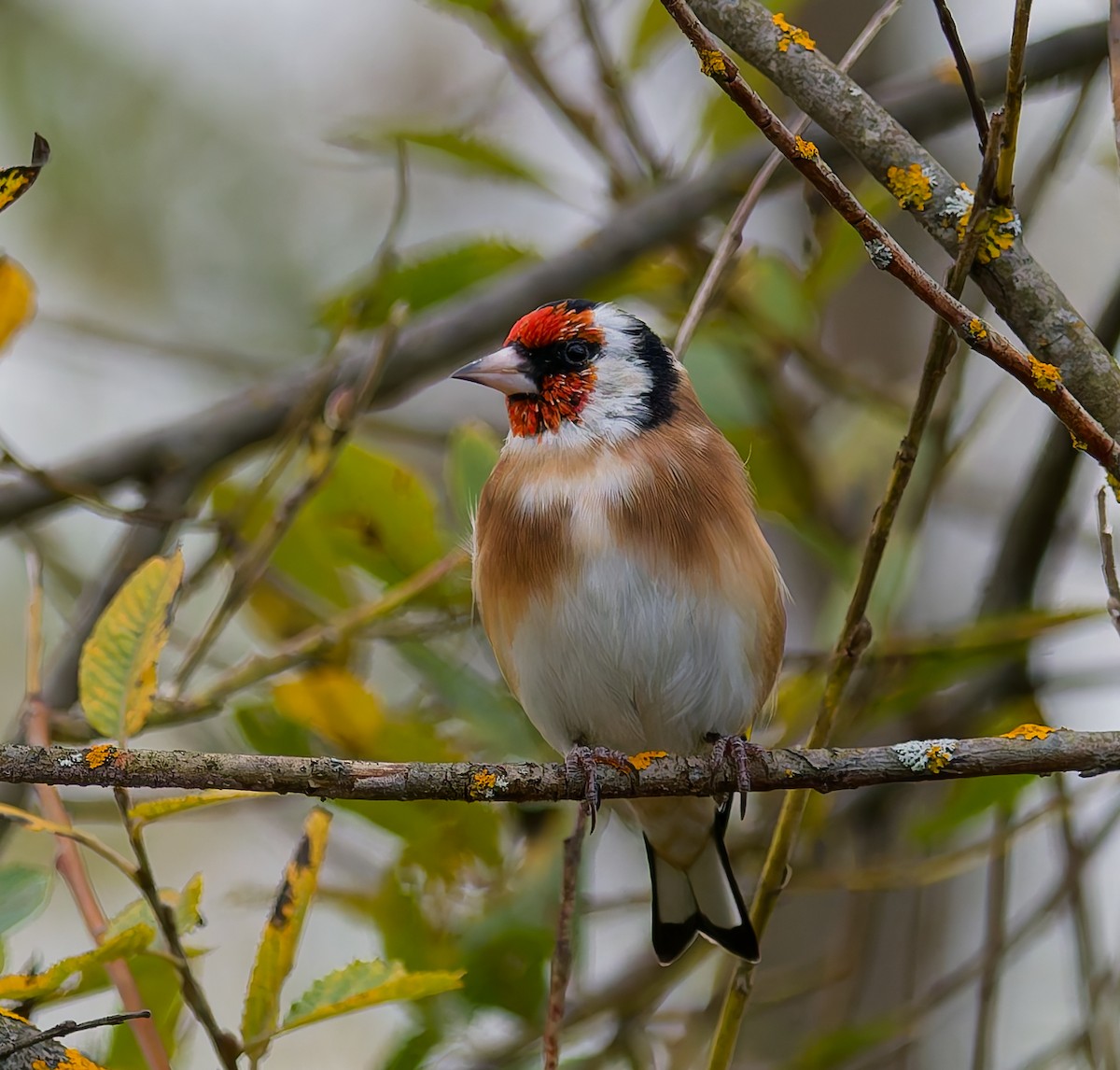 European Goldfinch - ML642666645