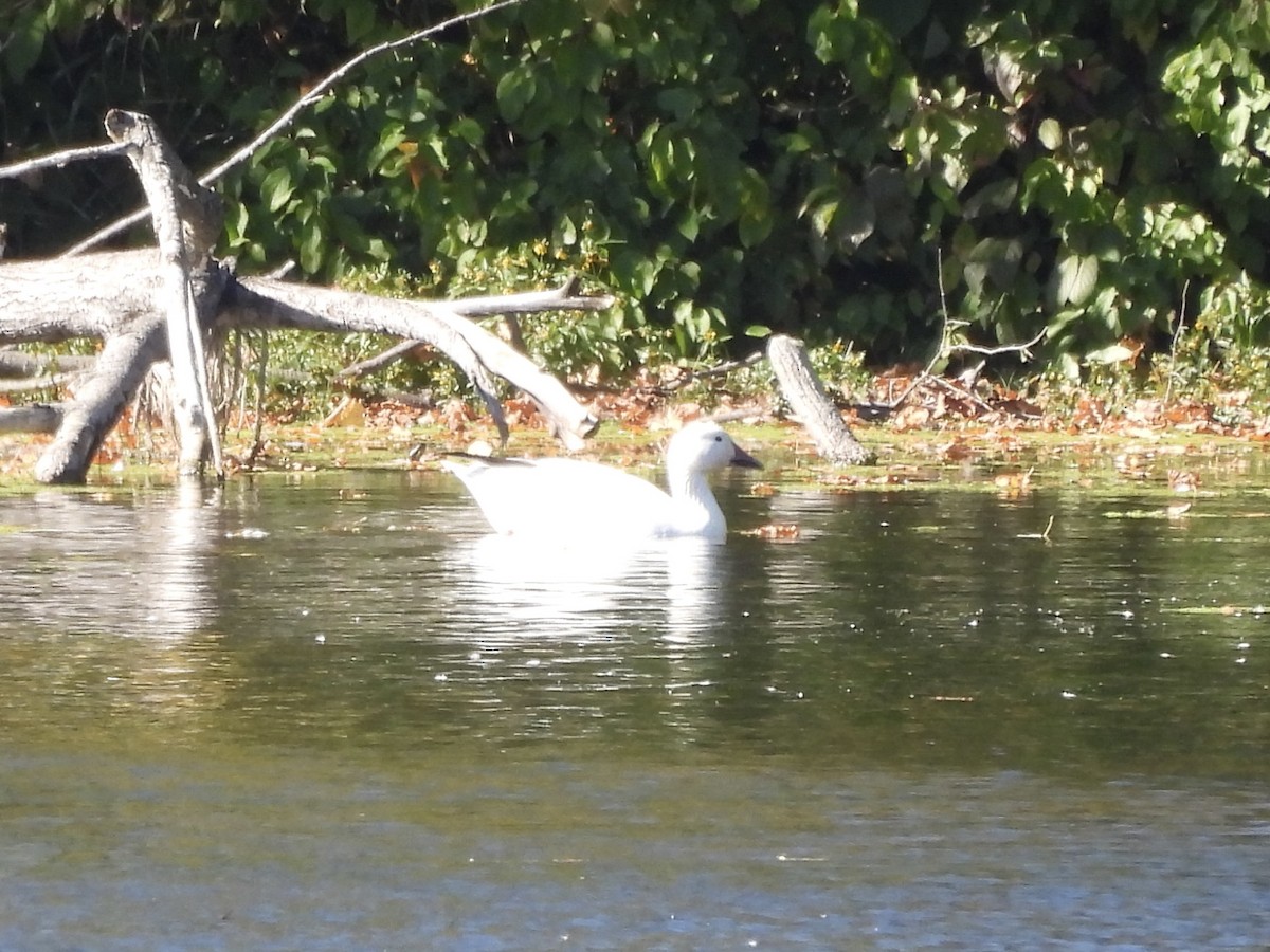 Snow Goose - ML642666648