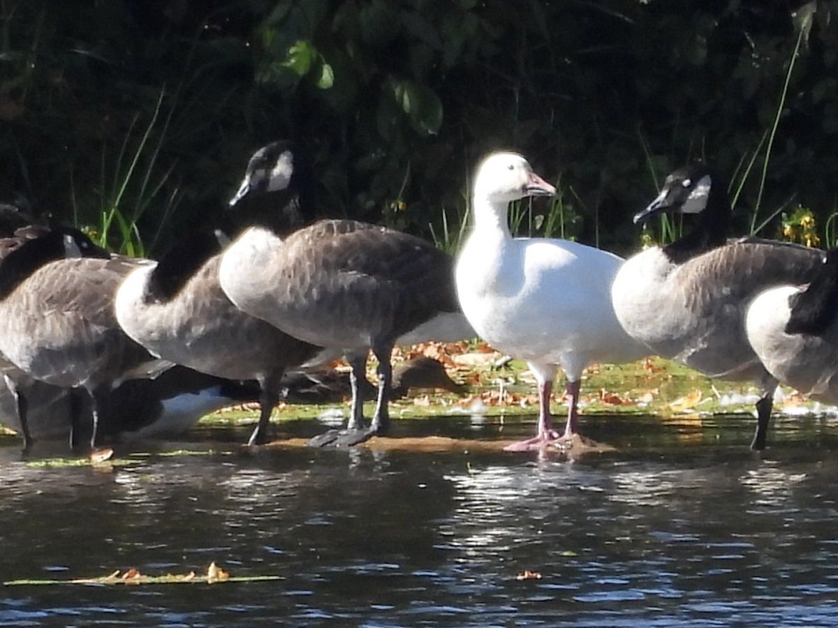 Snow Goose - ML642666649