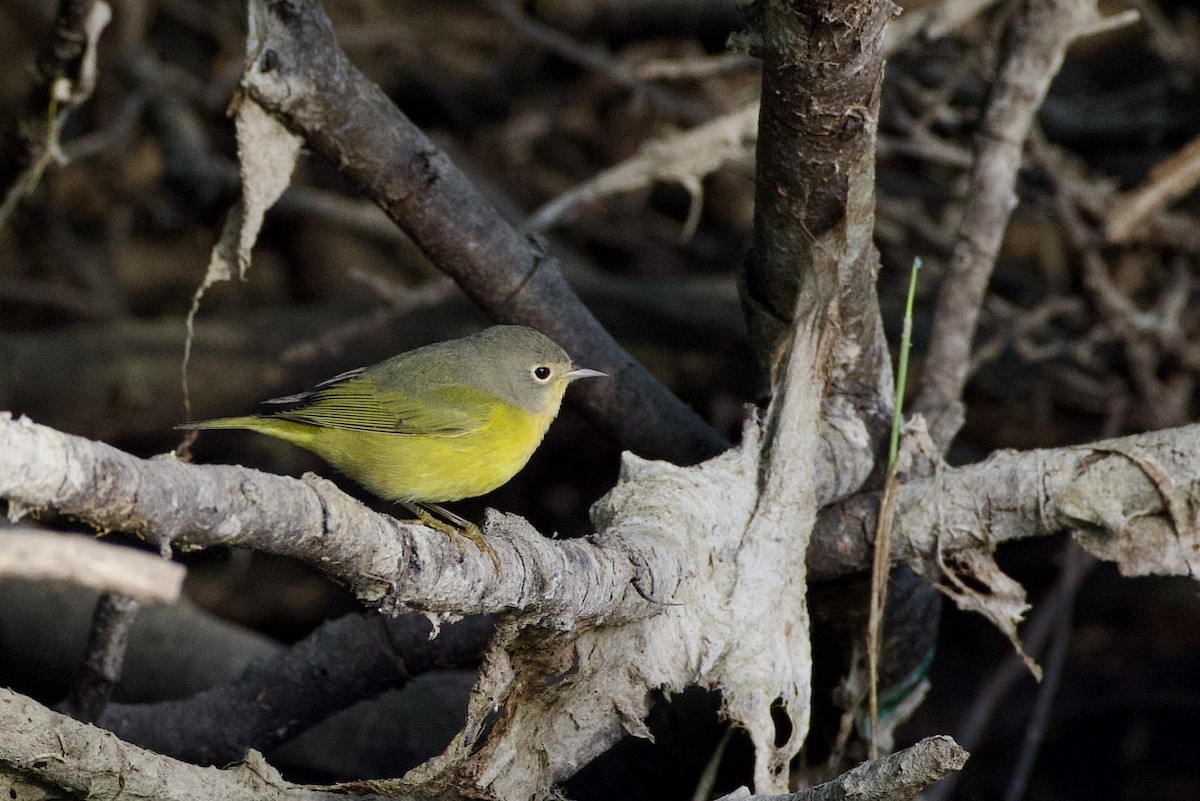 Rubinfleck-Waldsänger - ML642666651