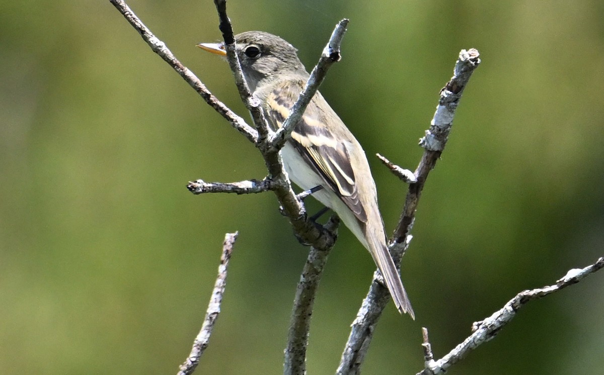 Alder Flycatcher - ML642666657