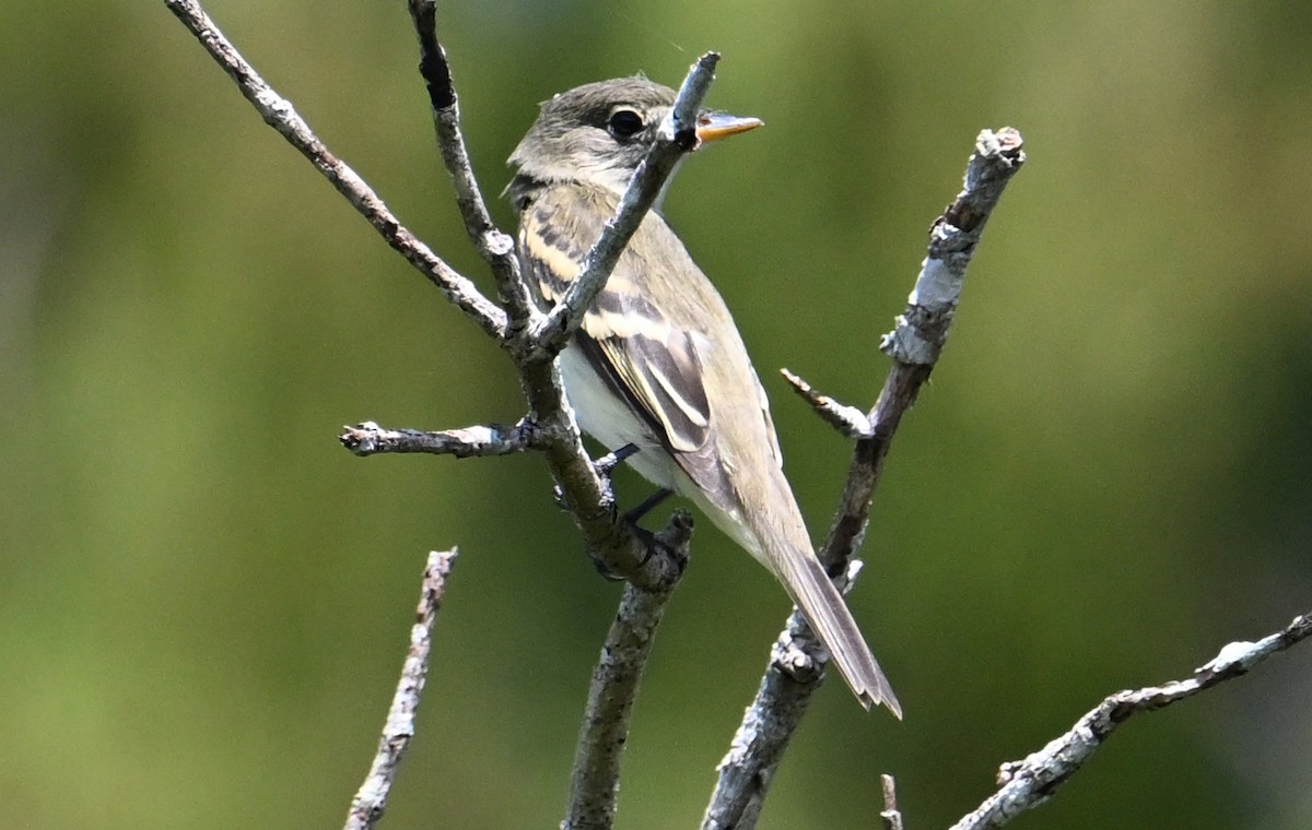Alder Flycatcher - ML642666658