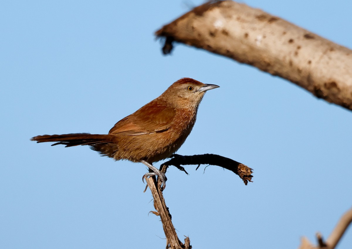 Freckle-breasted Thornbird - ML642666661