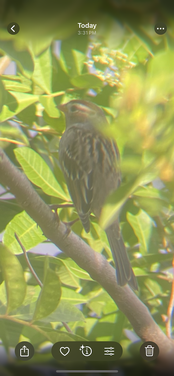 White-crowned Sparrow - ML642666669