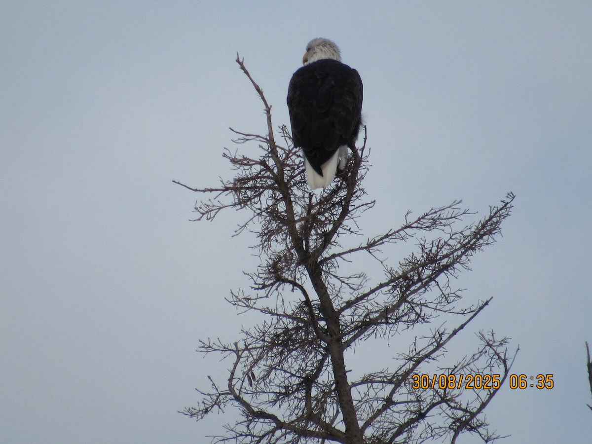 Bald Eagle - ML642666679