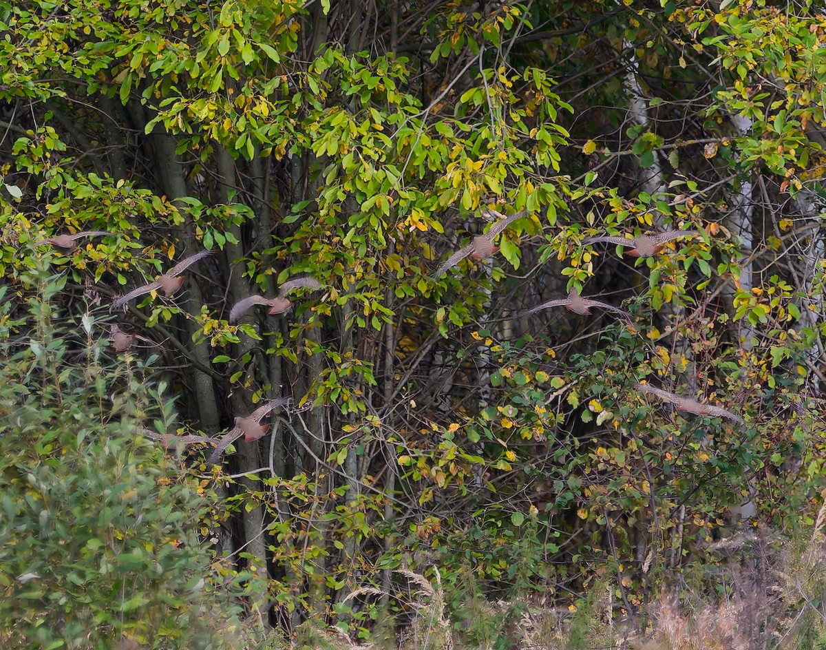 Gray Partridge - ML642666680