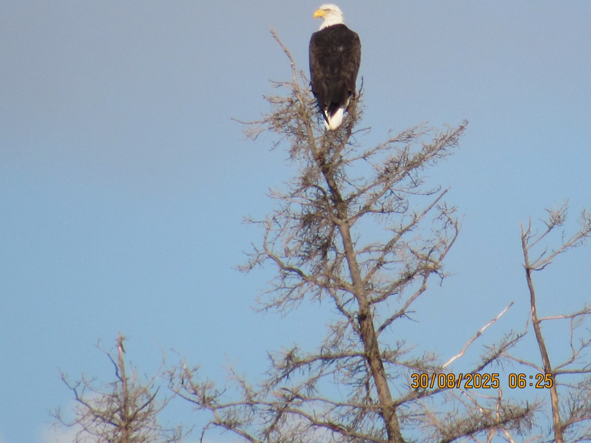 Bald Eagle - ML642666685