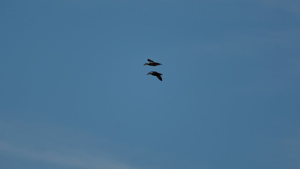 American Black Duck - ML642666691