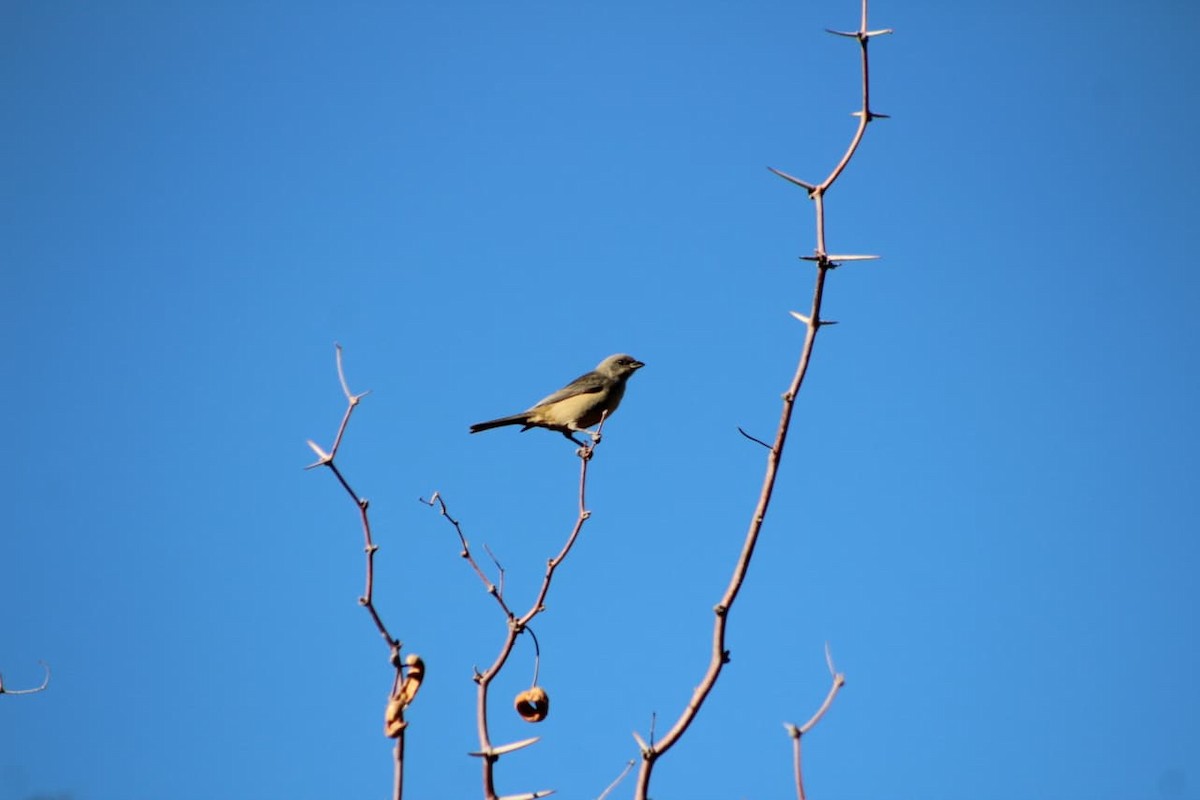 Blue-and-yellow Tanager - ML642666692