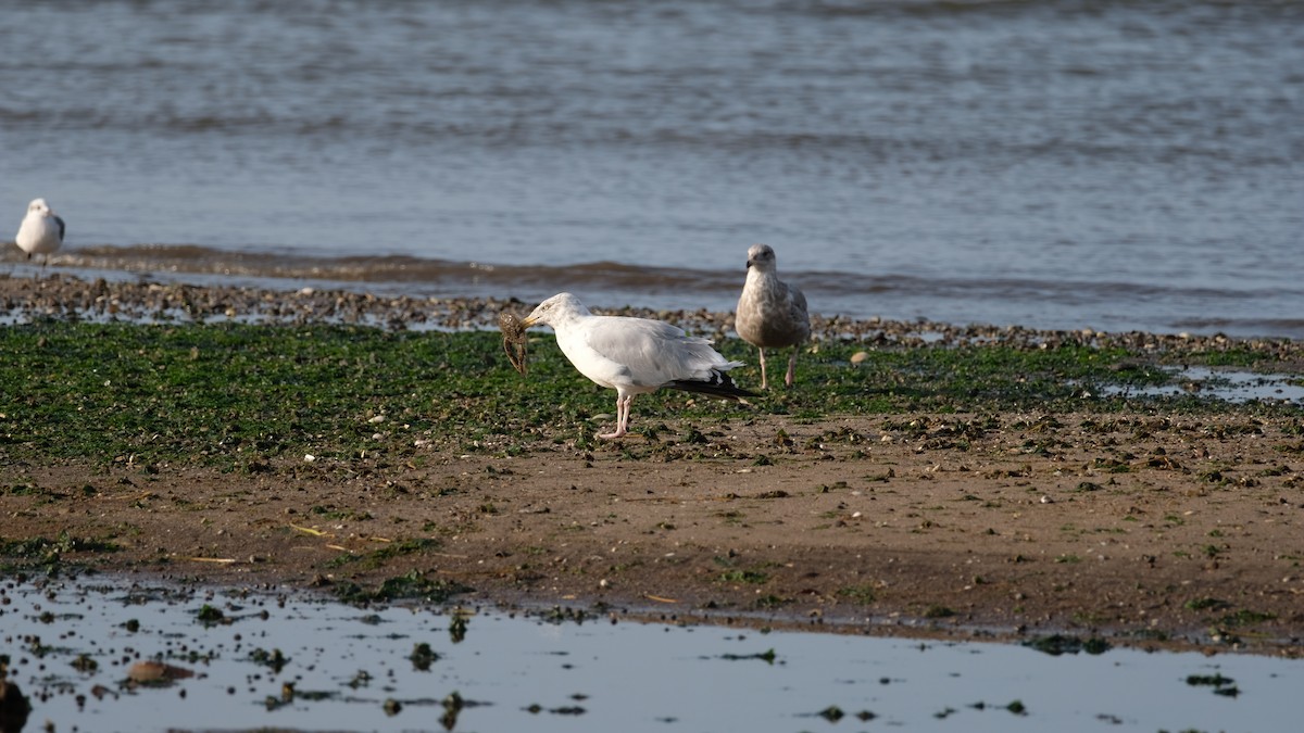 American Herring Gull - ML642666694