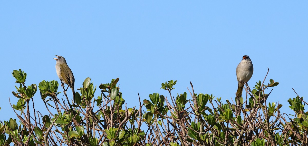 Great Pampa-Finch - ML642666696