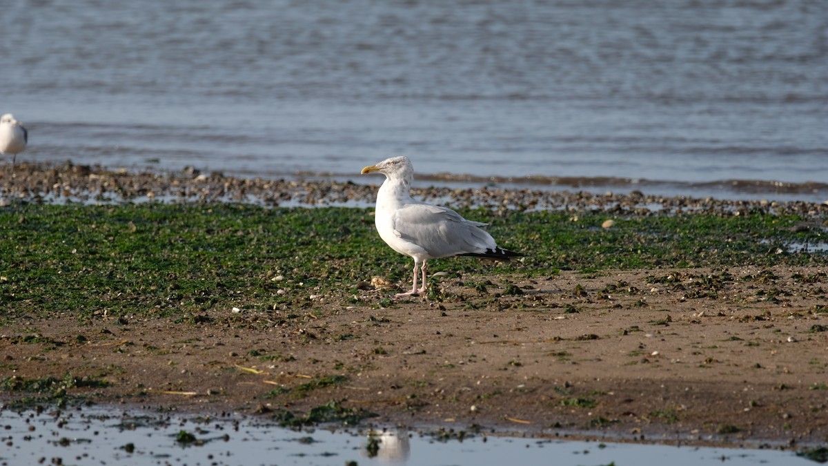 American Herring Gull - ML642666699