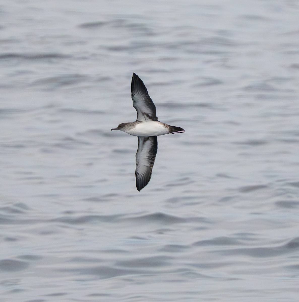 Black-vented Shearwater - ML642666700