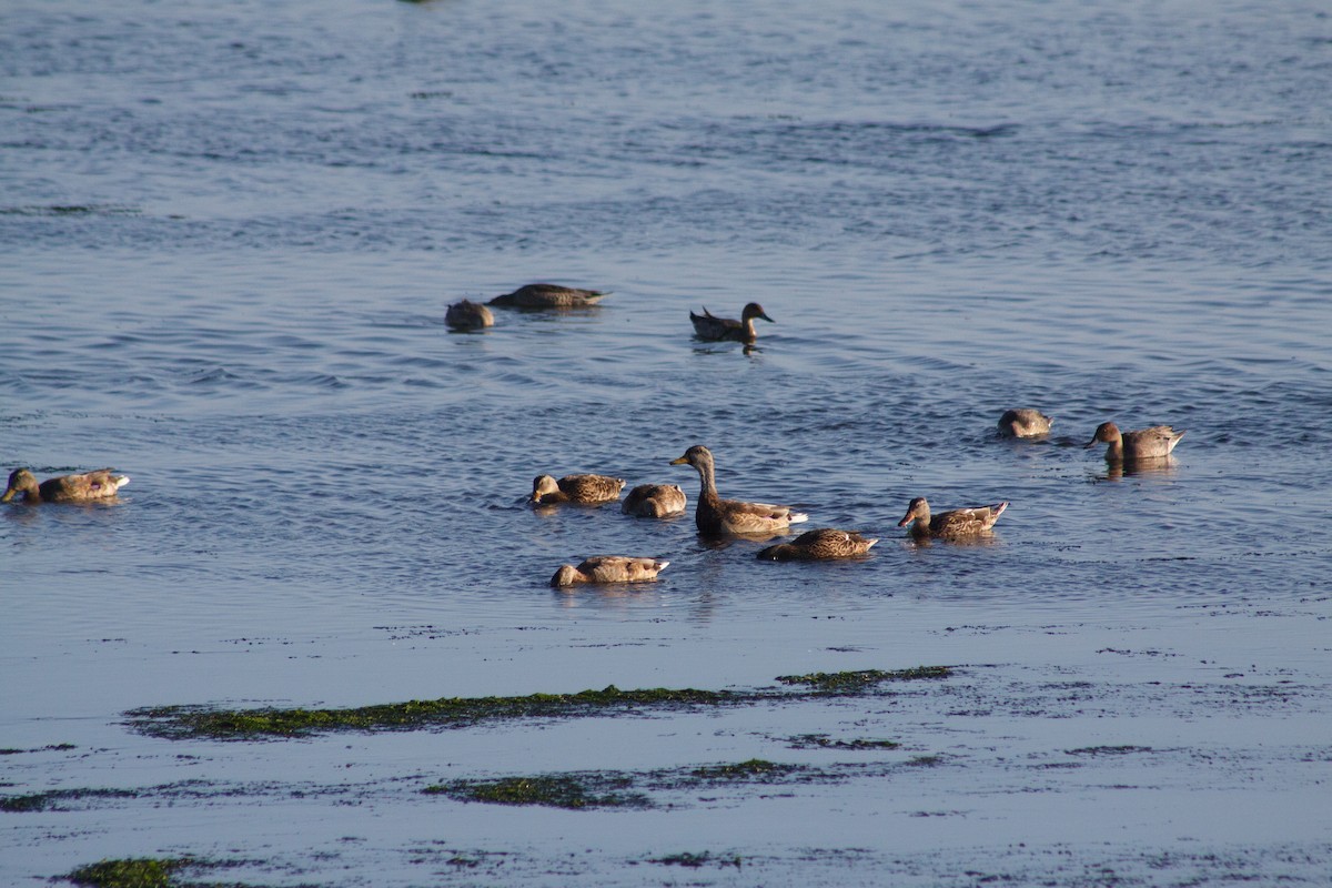 Northern Pintail - ML642666708