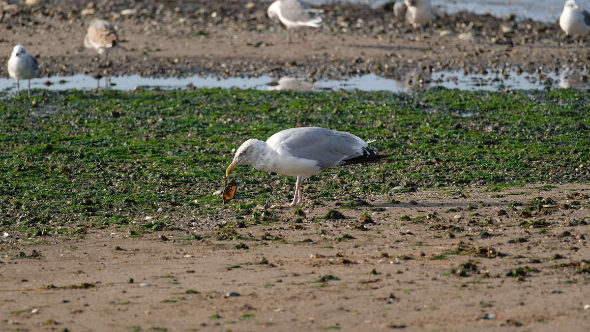 American Herring Gull - ML642666709