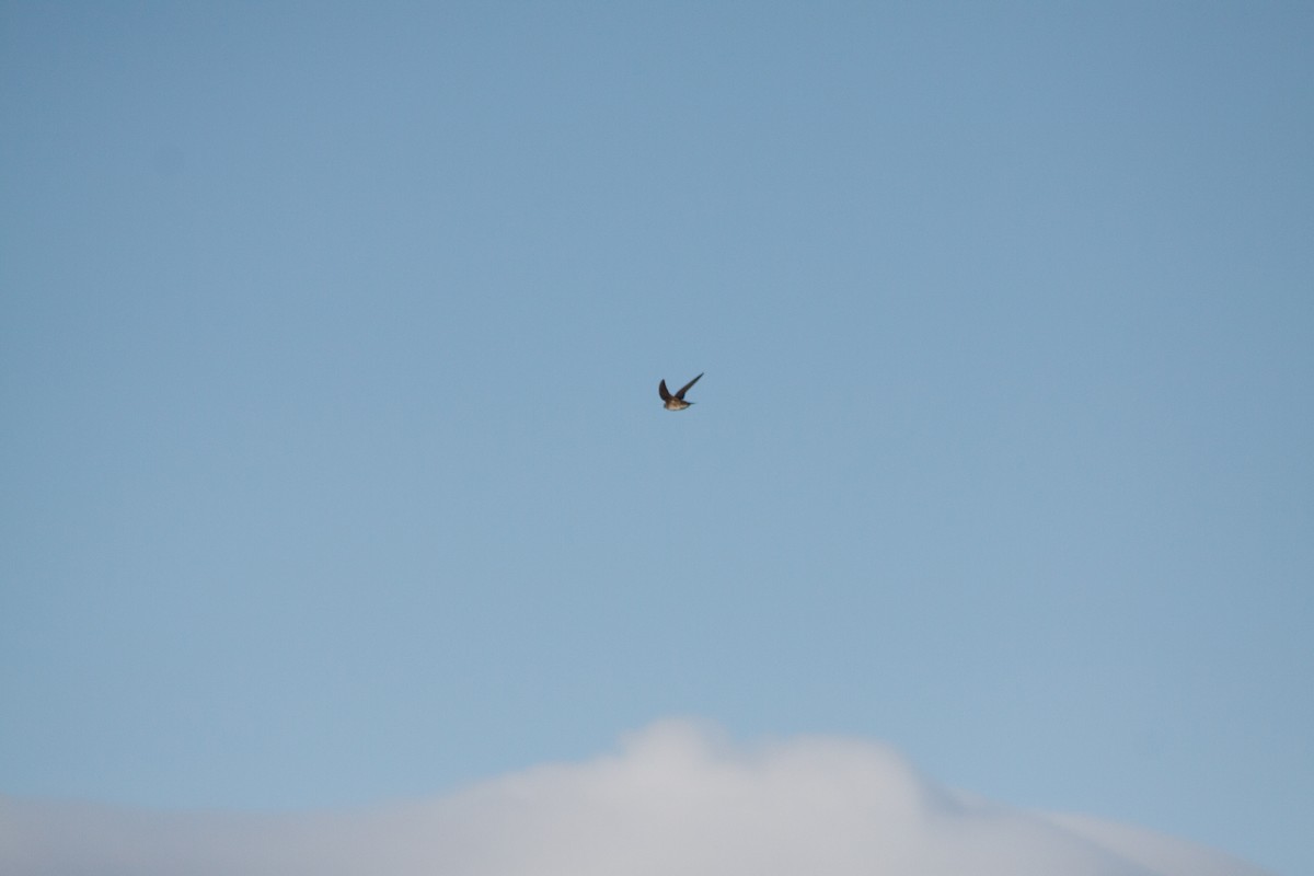 rorýs srpokřídlý - ML642666714