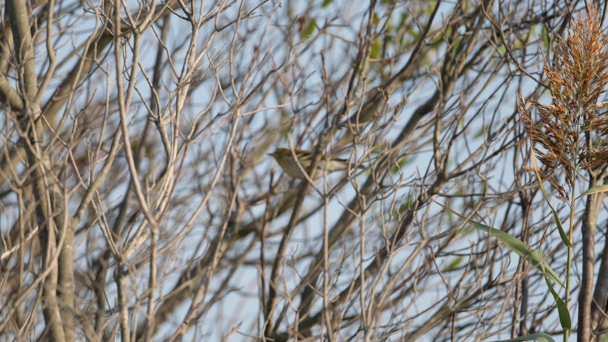 Blackpoll Warbler - ML642666715
