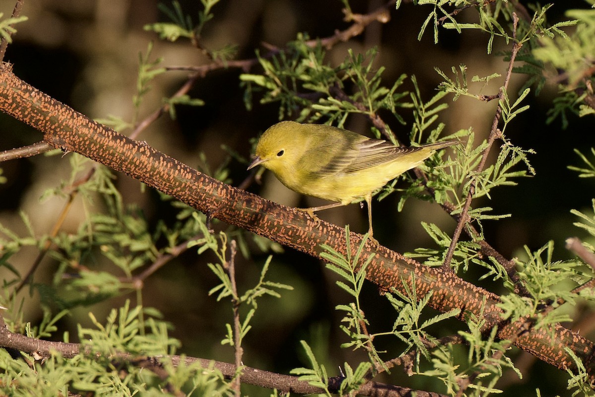 Goldwaldsänger [aestiva-Gruppe] - ML642666723