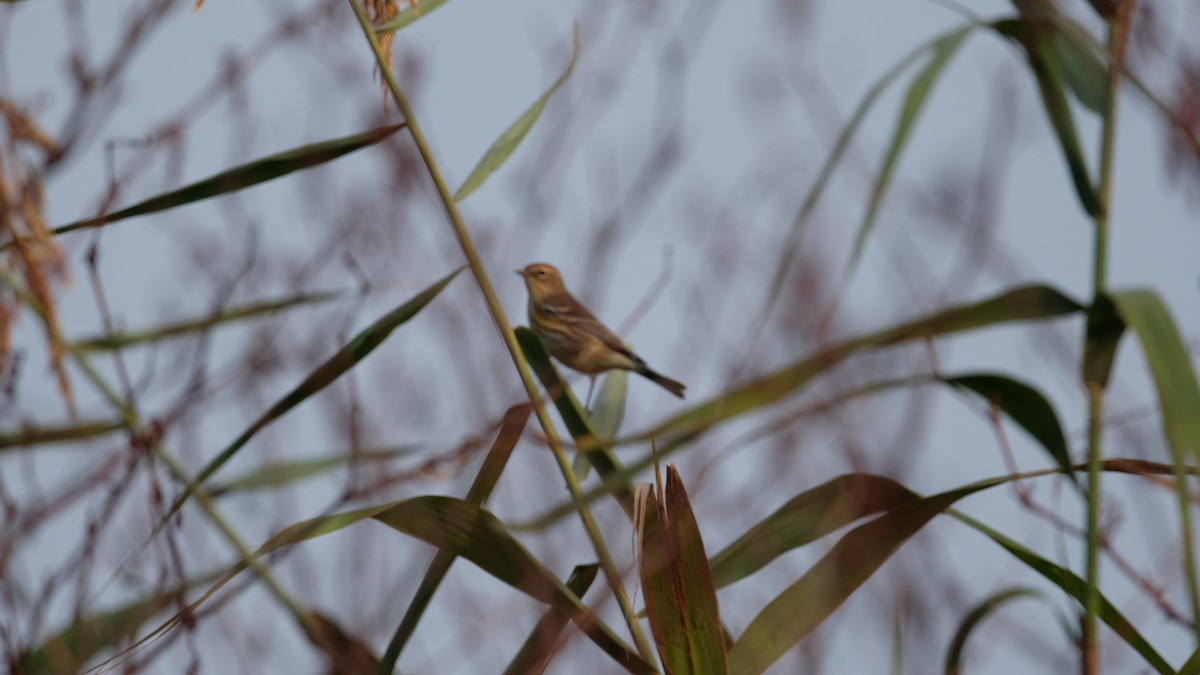 Yellow-rumped Warbler - ML642666726