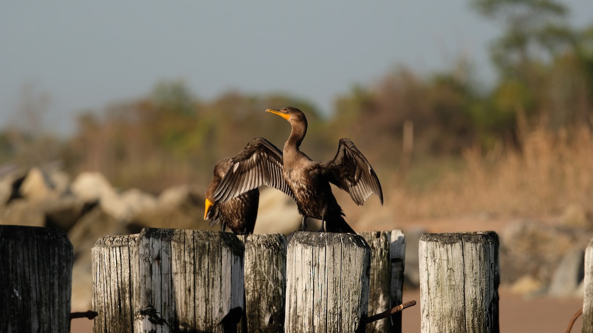 Double-crested Cormorant - ML642666729